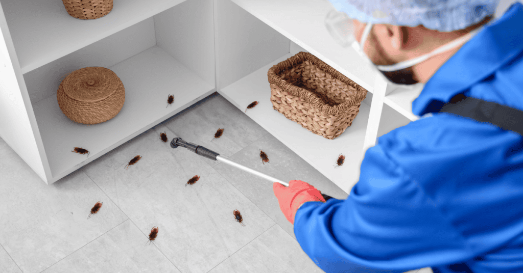 building and pest inspection cost