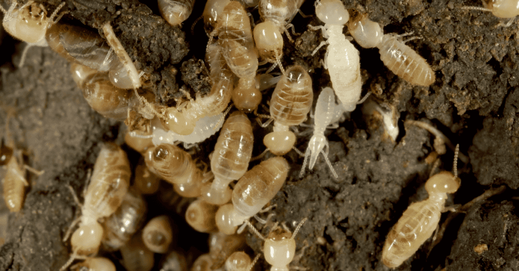 what does a termite look like